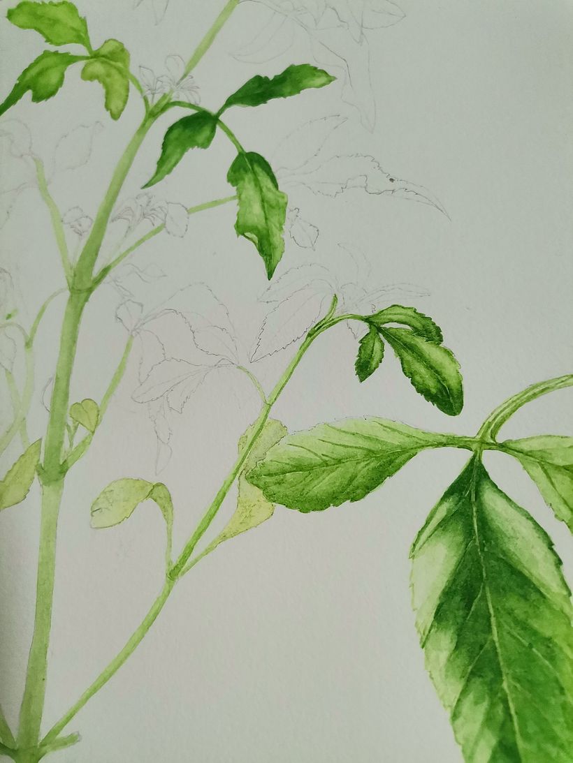 Connection with The Plants 8