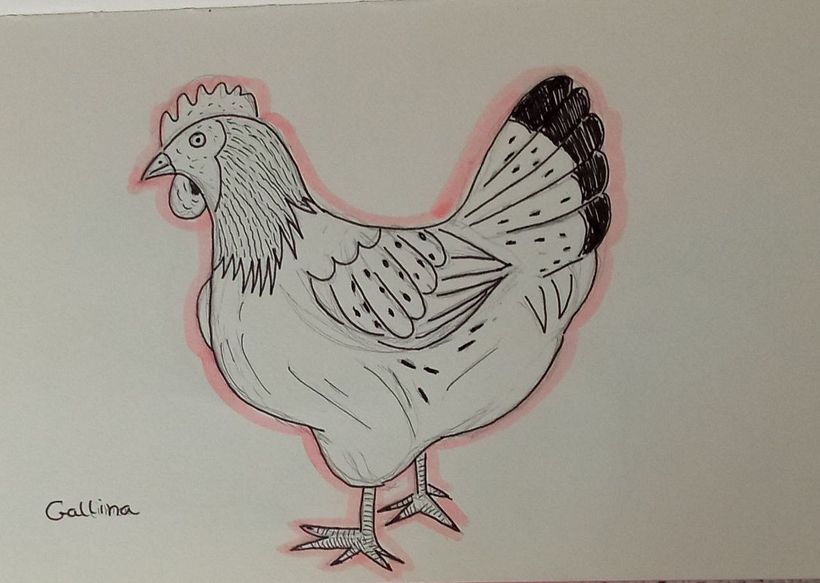 Gallina