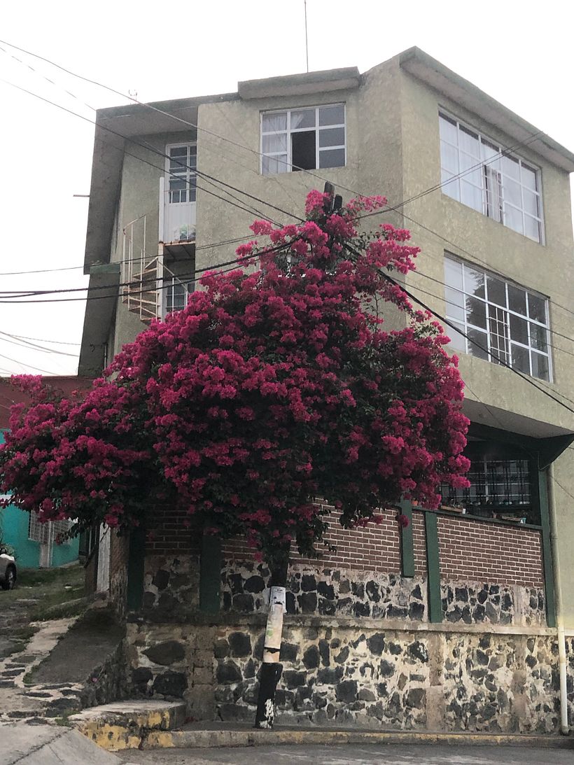 The bugambilia house. Xalapa. Veracruz. Mexico. Second Try! 1