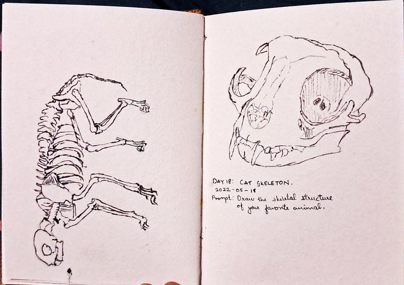 Day 18: Cat skeleton; Prompt: Draw the skeletal structure of your favorite animal