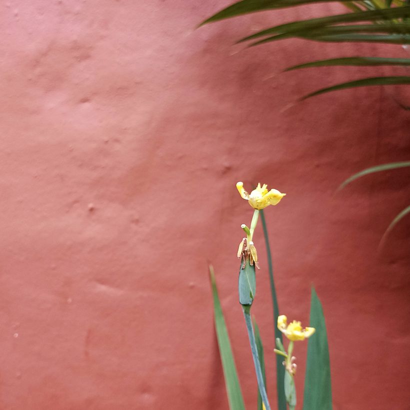Nature 🌿 - Fotografia