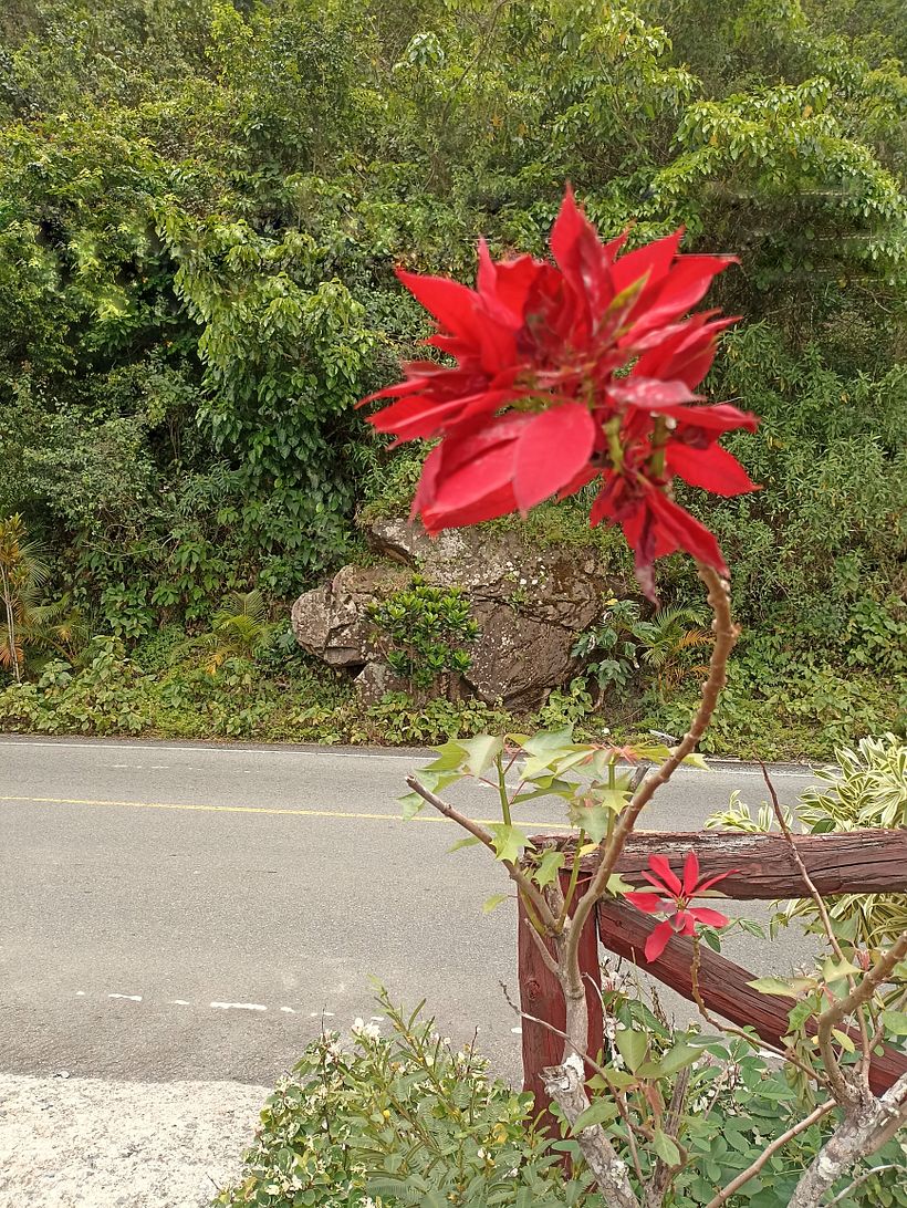Nature 🌿 - Fotografia