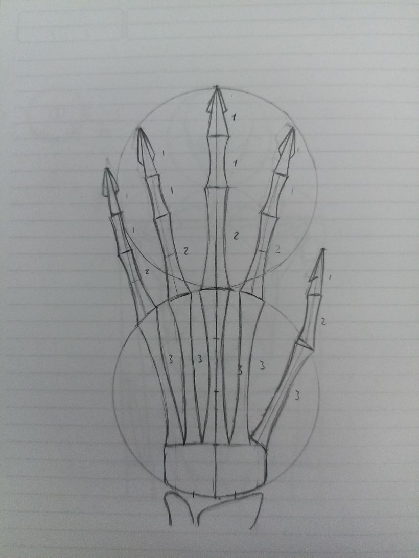 Mi proyecto del curso: Dibujo anatómico para principiantes 14