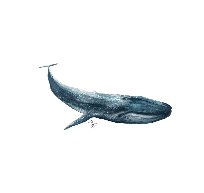 Mi Proyecto del curso: Técnicas de ilustración naturalista: ballenas en acuarela 11