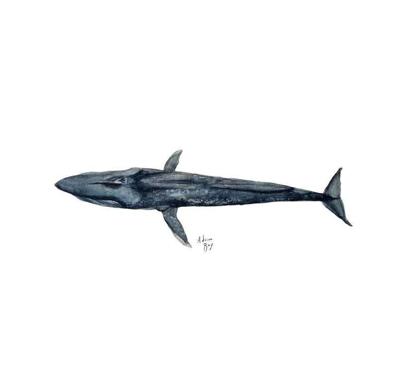 Mi Proyecto del curso: Técnicas de ilustración naturalista: ballenas en acuarela 12