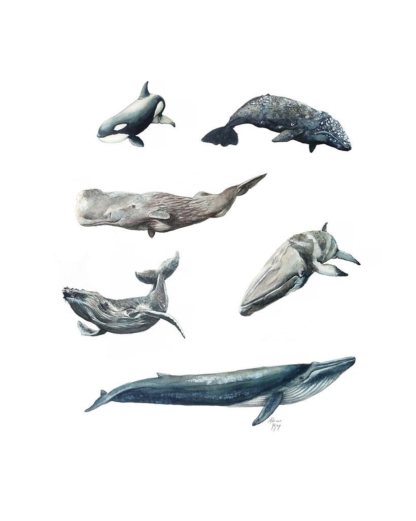 Mi Proyecto del curso: Técnicas de ilustración naturalista: ballenas en acuarela 14