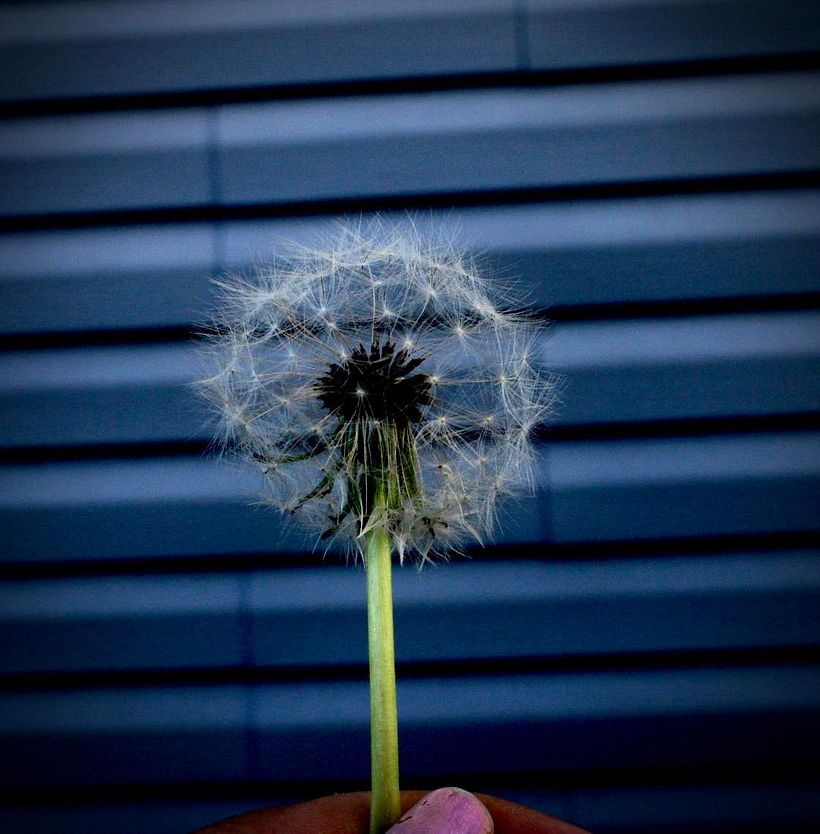 Mi proyecto del curso: Fotografía para principiantes: descubre tu cámara digital 5