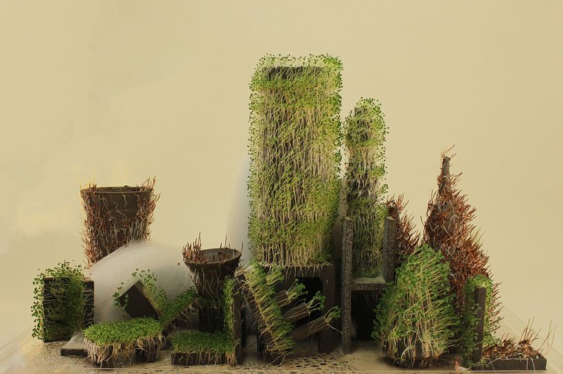 Proceso vivo/ germinados creciendo en arcilla