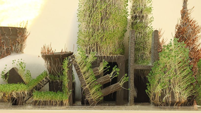 Proceso vivo/ germinados creciendo en arcilla