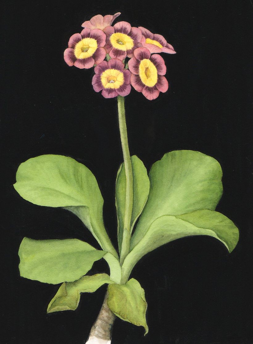 Botanical Watercolours with Black Backgrounds. 2
