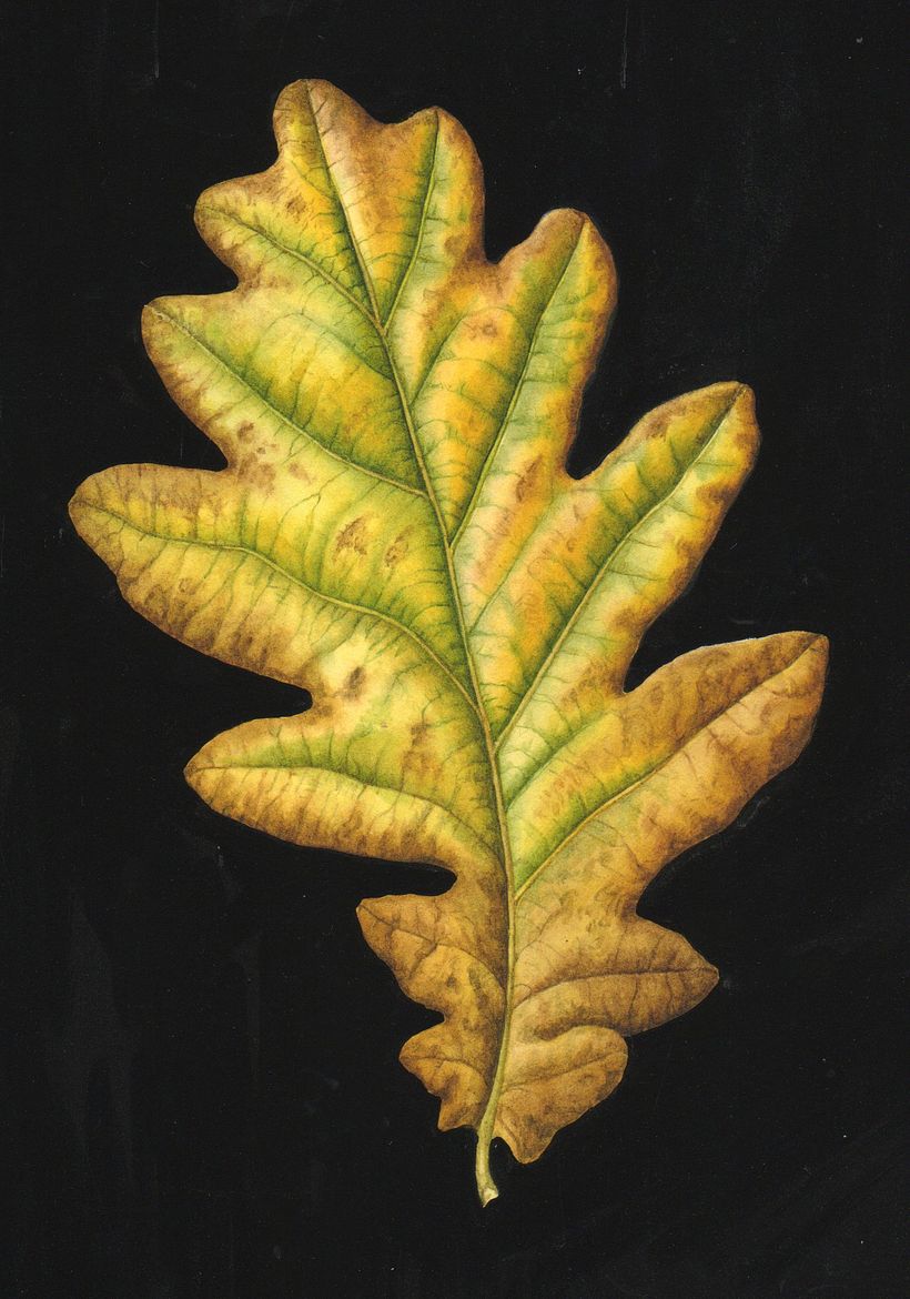 Botanical Watercolours with Black Backgrounds. 3