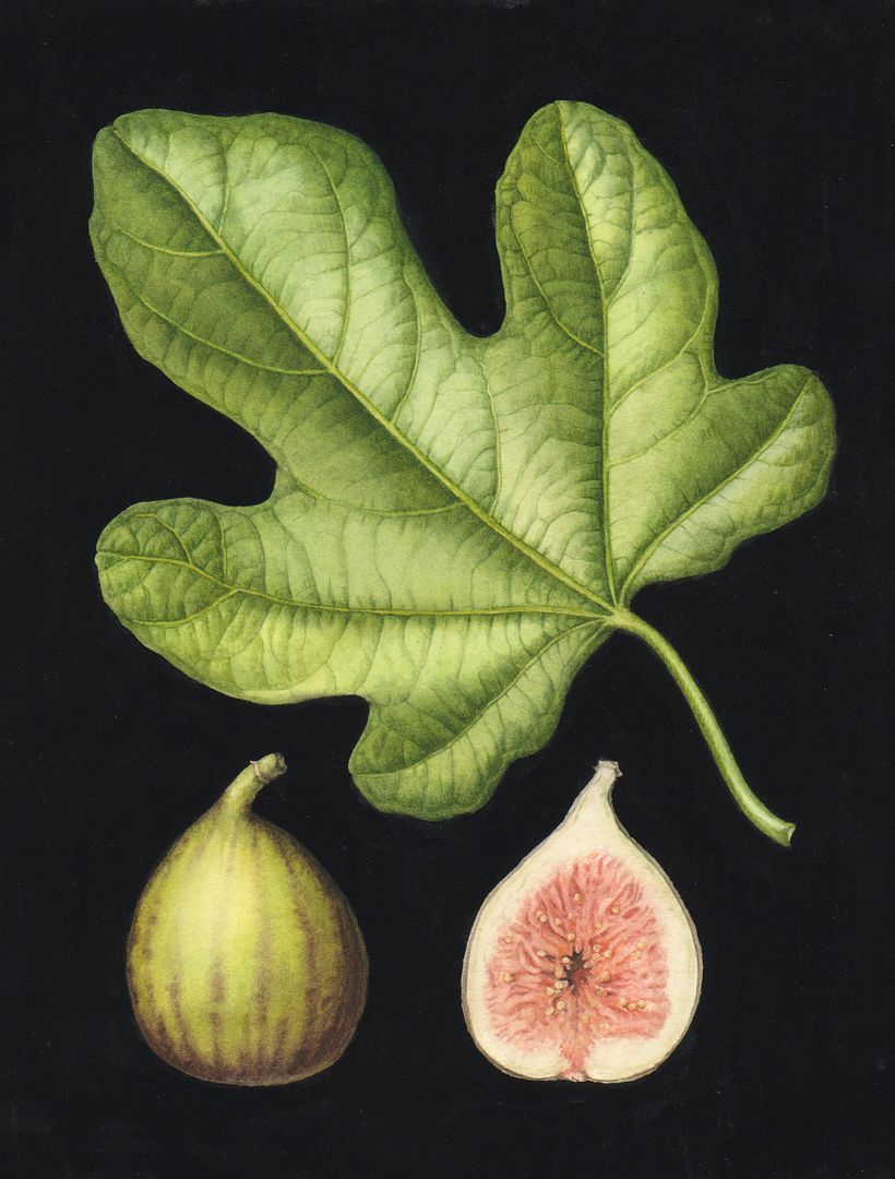 Botanical Watercolours with Black Backgrounds. 4