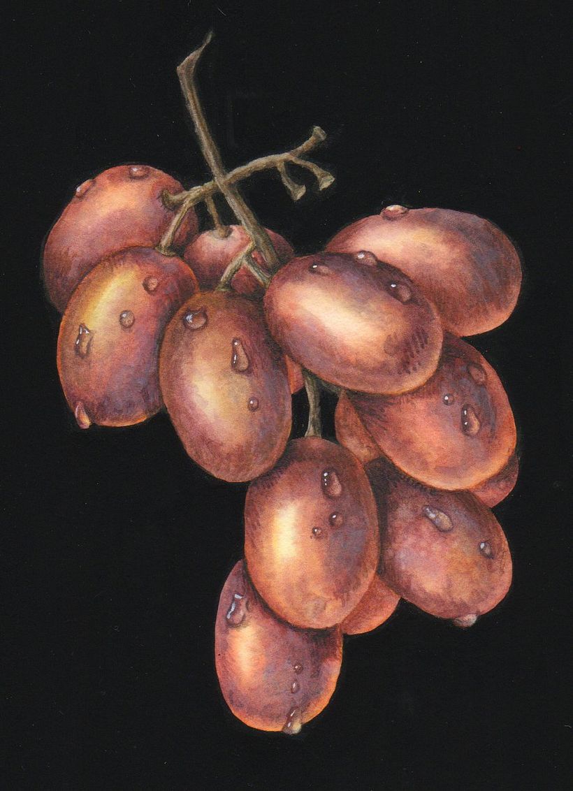 Botanical Watercolours with Black Backgrounds. 6