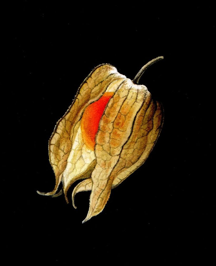 Botanical Watercolours with Black Backgrounds. 7
