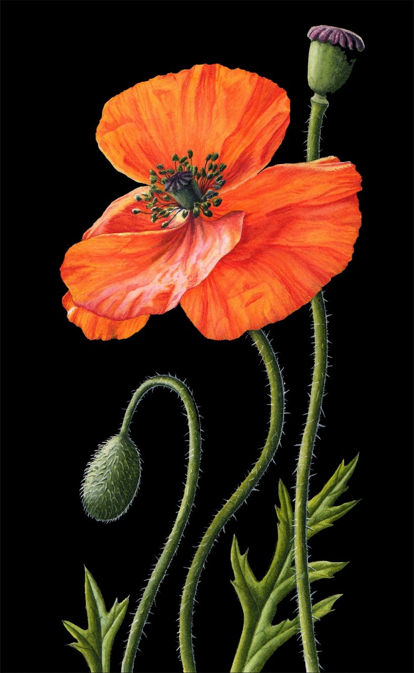 Botanical Watercolours with Black Backgrounds. 1