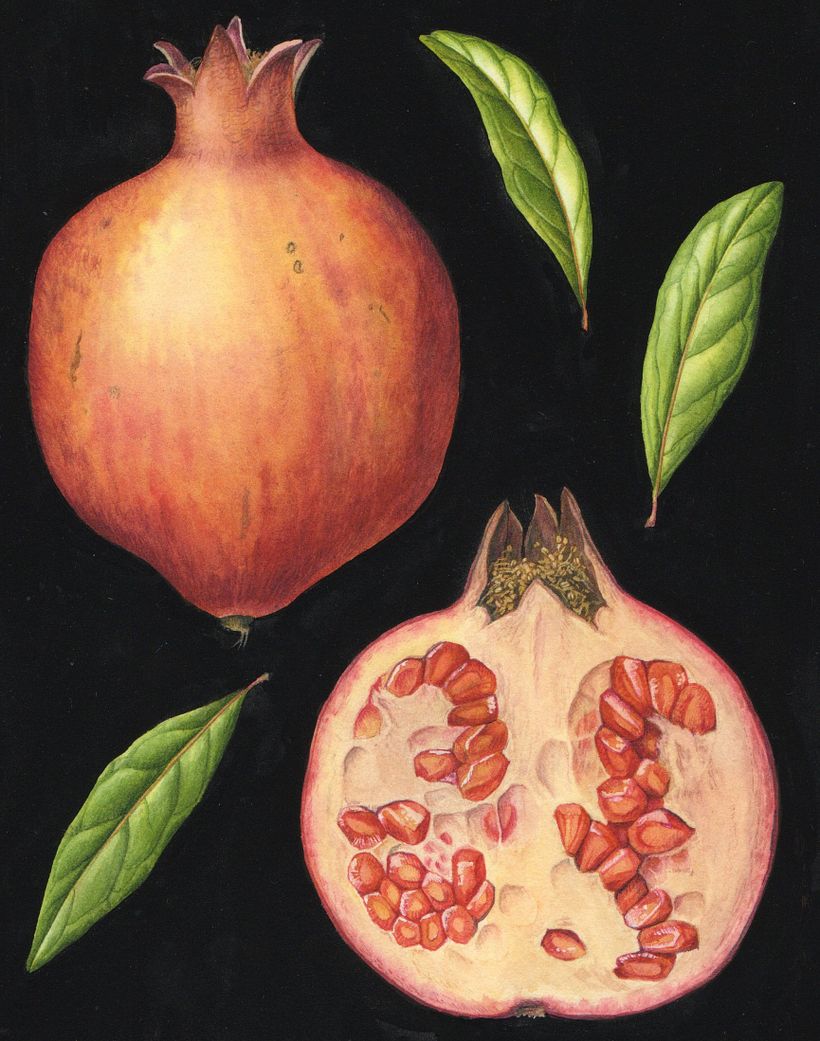 Botanical Watercolours with Black Backgrounds. 8