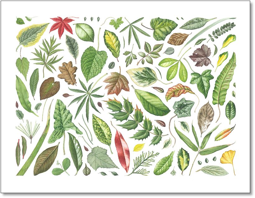 Leaf Portraits 1