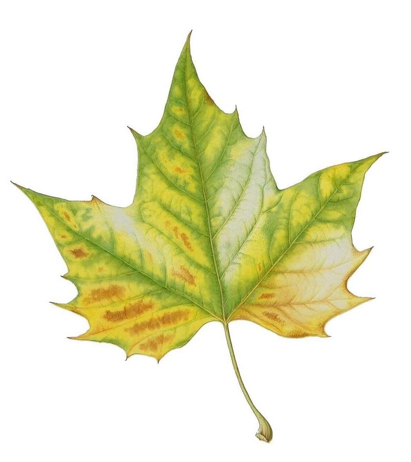 Leaf Portraits 3