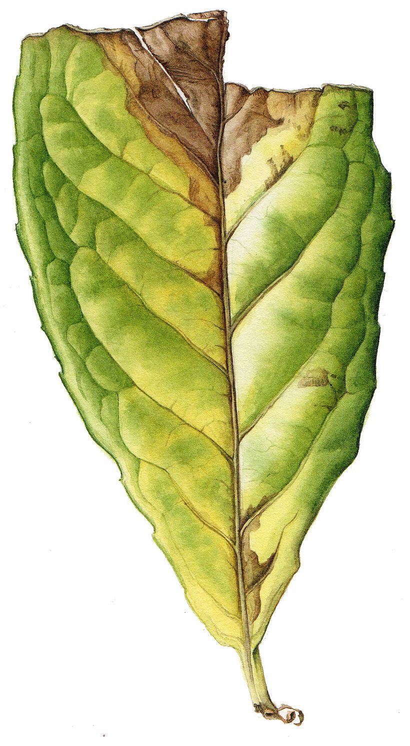 Leaf Portraits 4