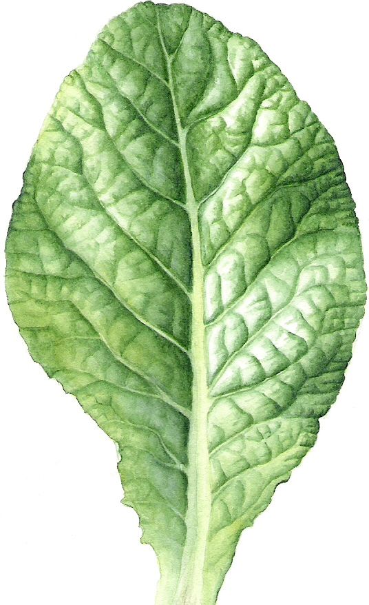 Leaf Portraits 5