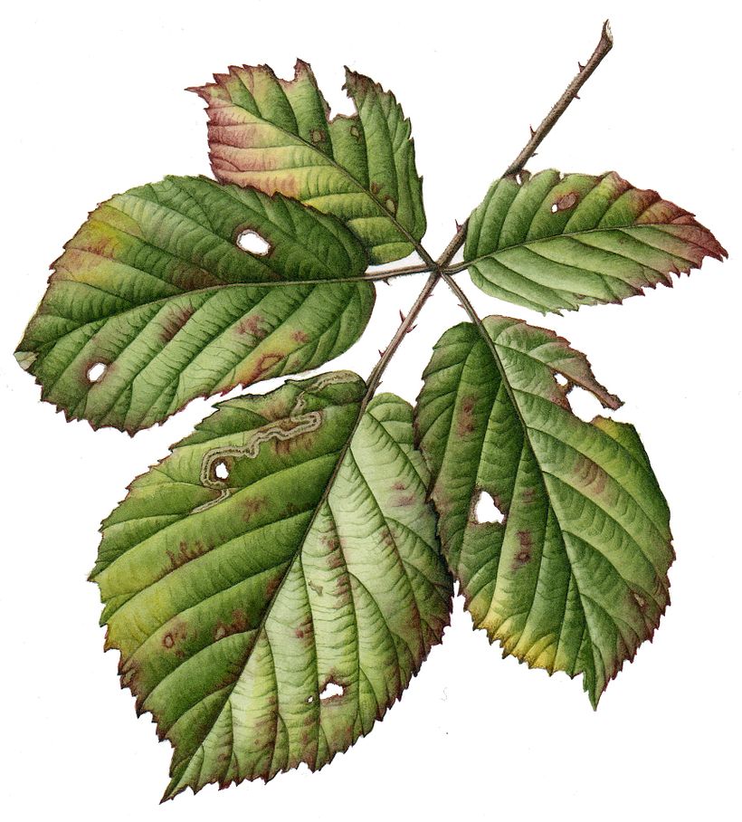 Leaf Portraits 6
