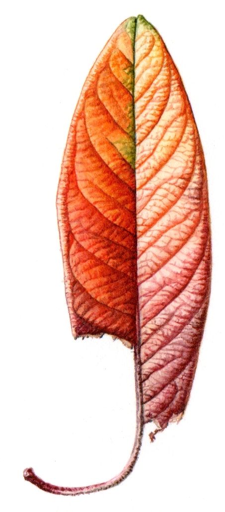 Leaf Portraits 7