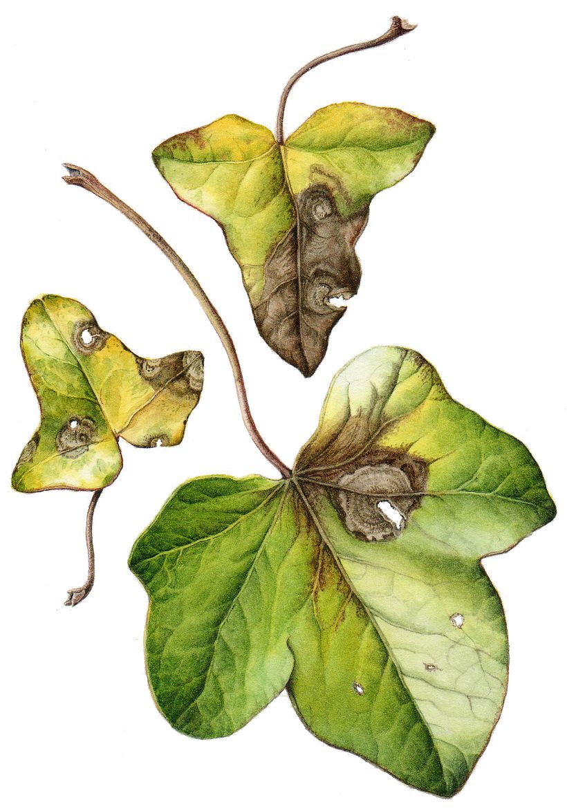 Leaf Portraits 8