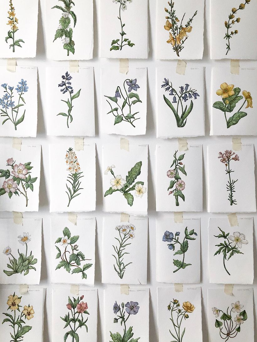 British wildflowers