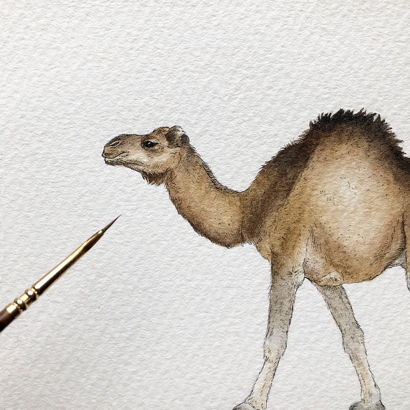 Camel