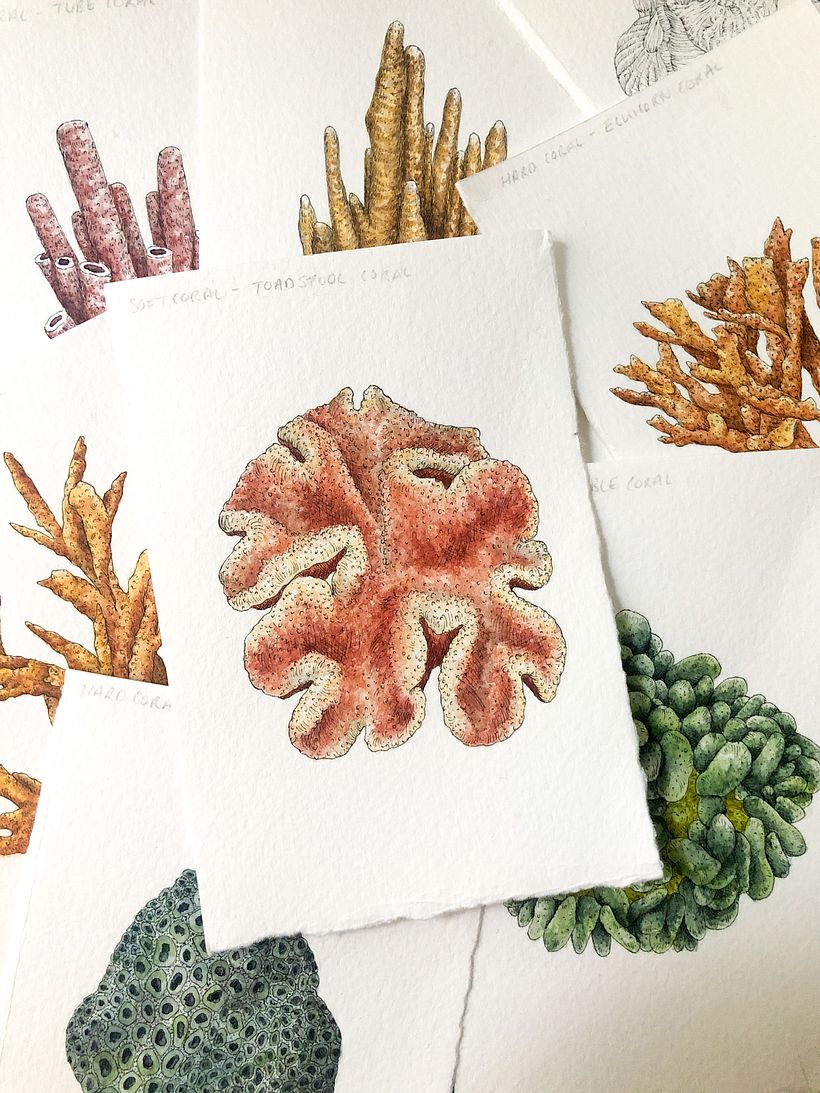 Coral Reef 1