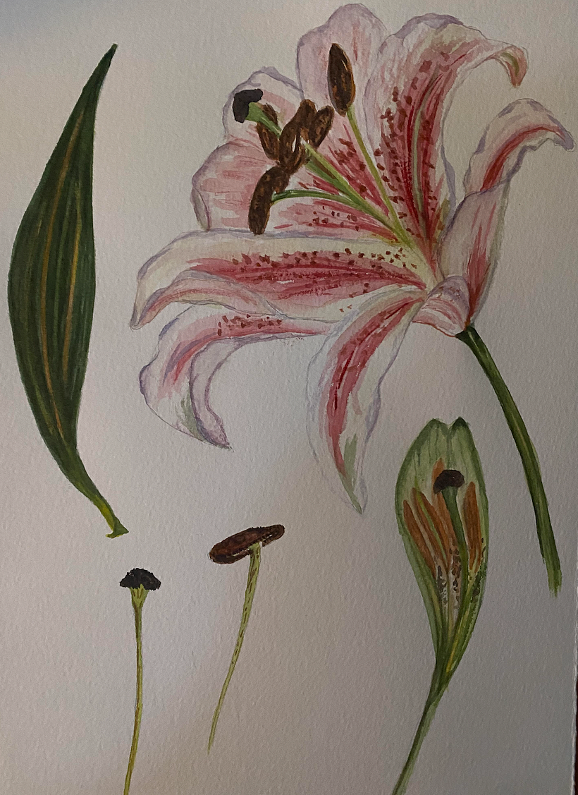 My project for course: Botanical Illustration with Watercolors 2