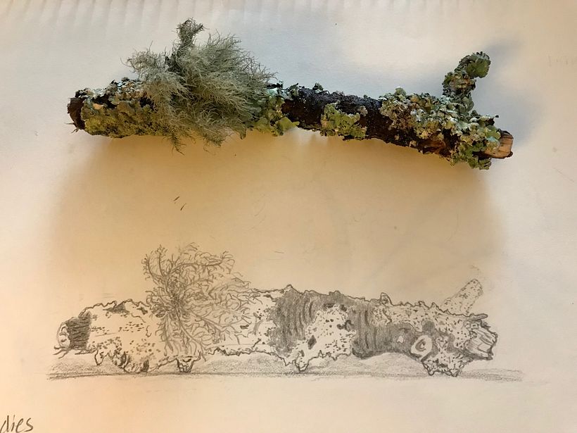 Nature Studies in an Introductory Drawing Course 2