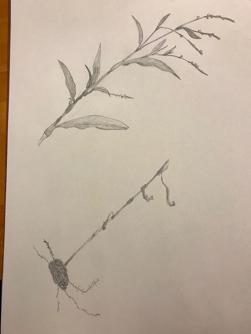 Nature Studies in an Introductory Drawing Course 3