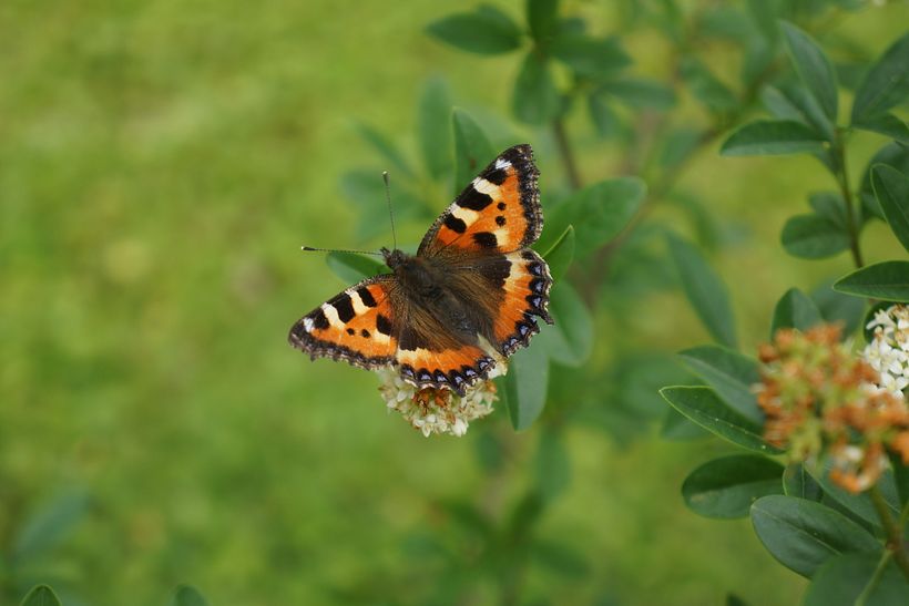 The Butterfly / Sony Alpha