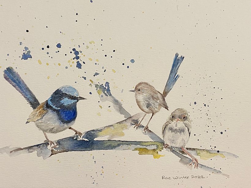 Blue wren couple
