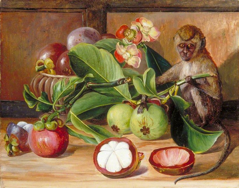 Eine botanische Illustration von Marianne North