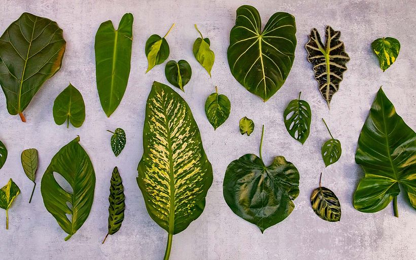 Ale compartilha uma variedade de plantas tropicais em seu curso, explicando como se adaptam aos ambientes