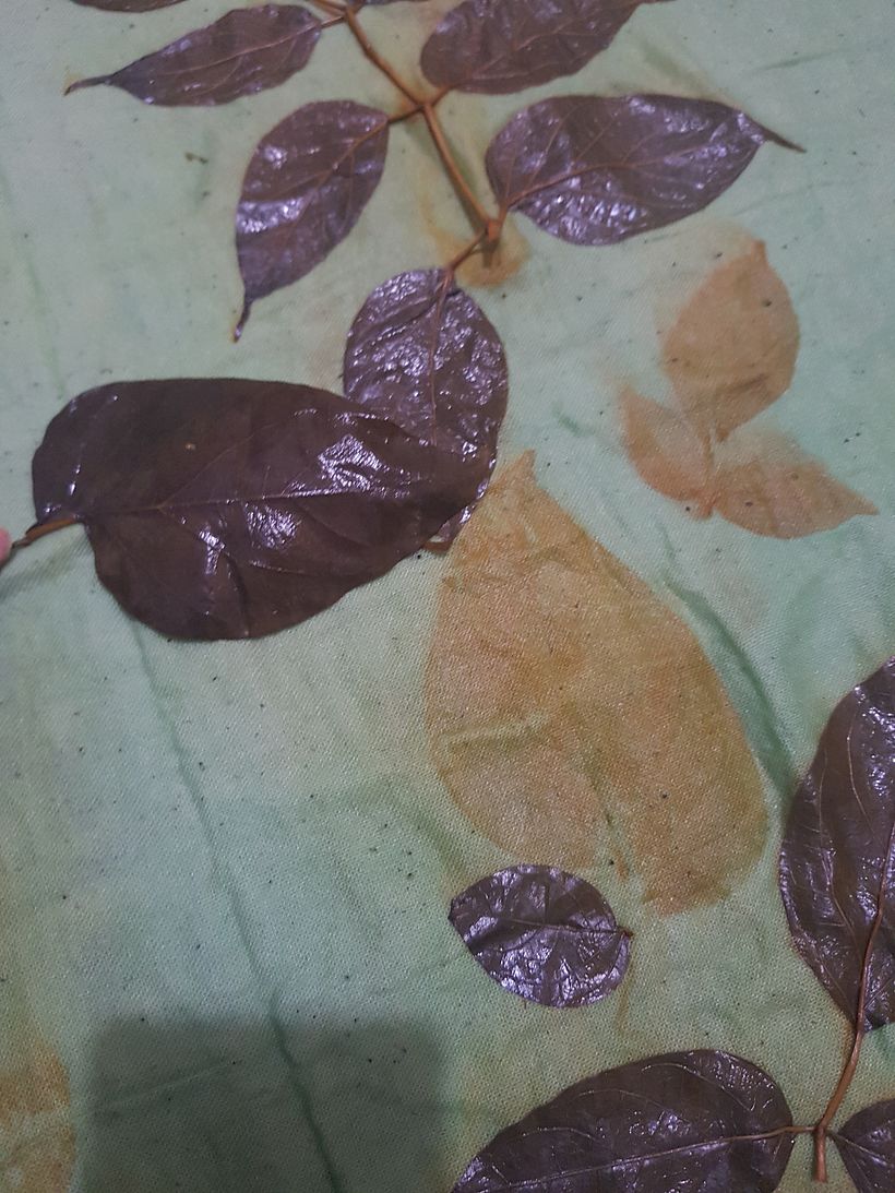 Botanical printing with broken bone leaves on cotton