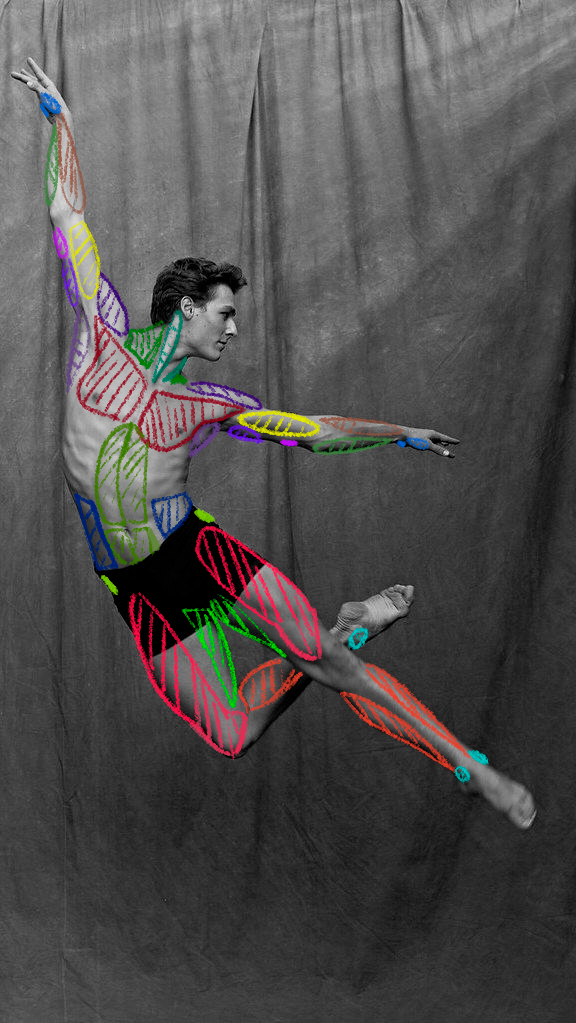 Empece a entender la composición muscular del cuerpo, al menos de una manera simplificada.