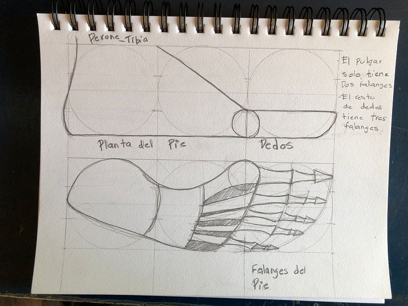 Mi proyecto del curso: Dibujo anatómico para principiantes 5