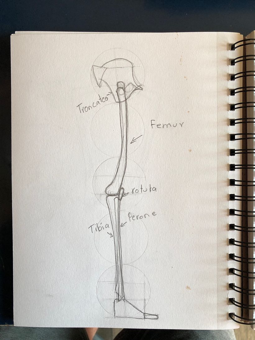 Mi proyecto del curso: Dibujo anatómico para principiantes 6