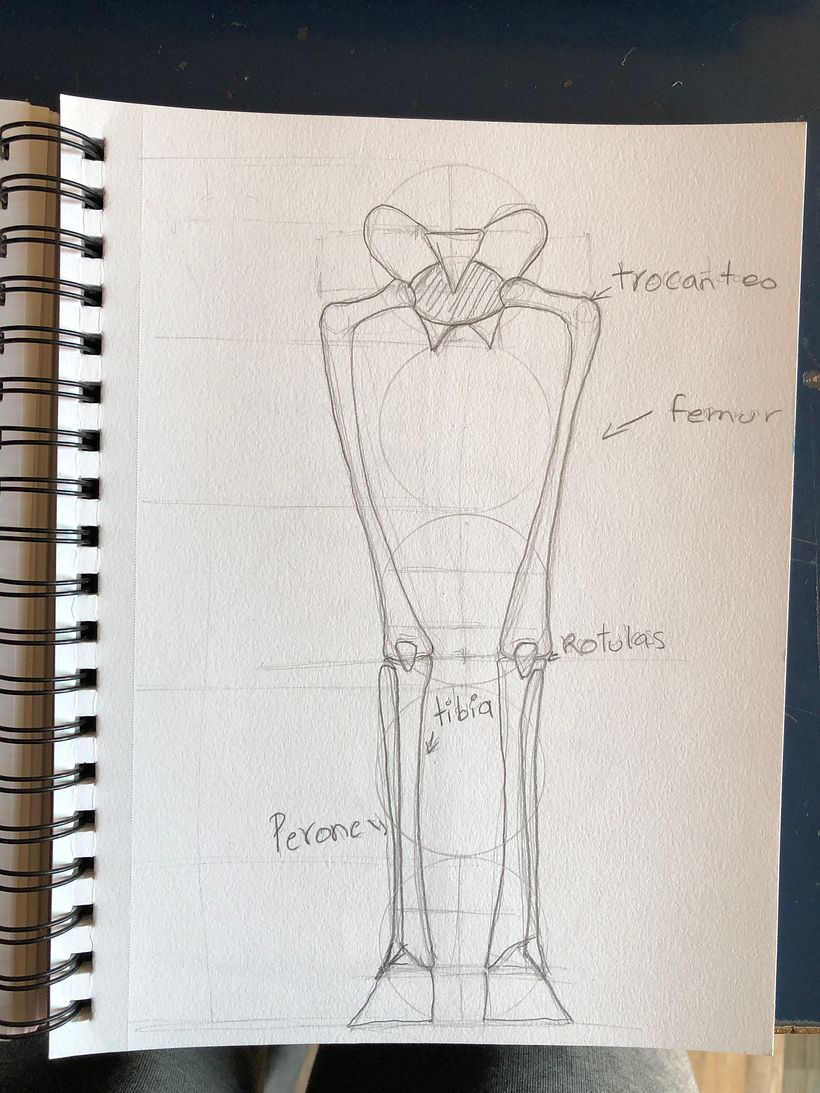 Mi proyecto del curso: Dibujo anatómico para principiantes 7