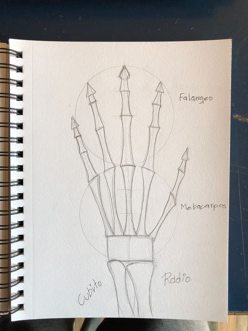 Mi proyecto del curso: Dibujo anatómico para principiantes 8