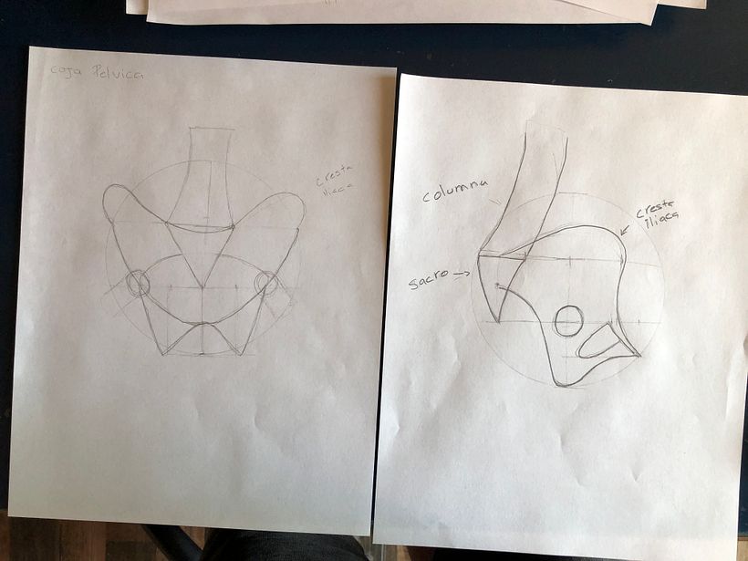Mi proyecto del curso: Dibujo anatómico para principiantes 10