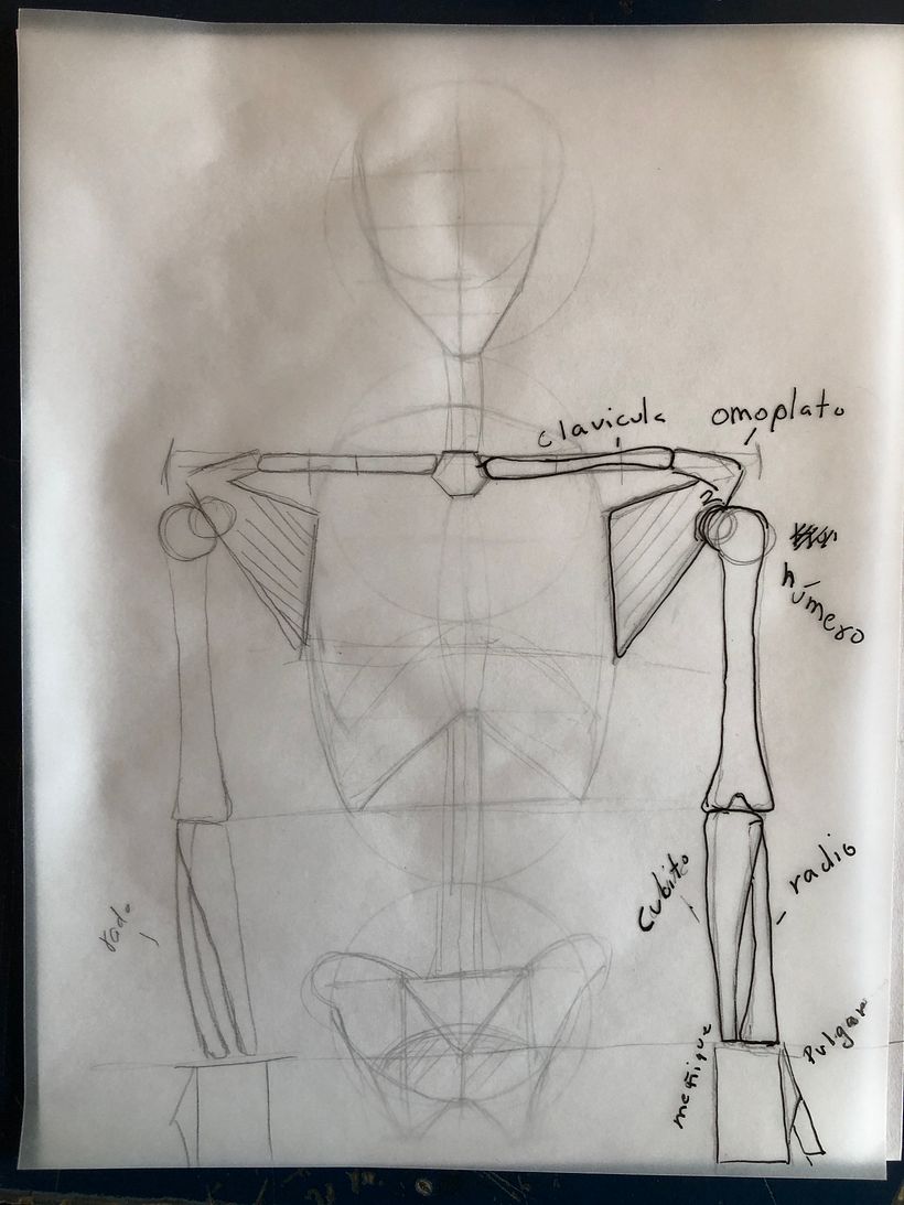 Mi proyecto del curso: Dibujo anatómico para principiantes 13