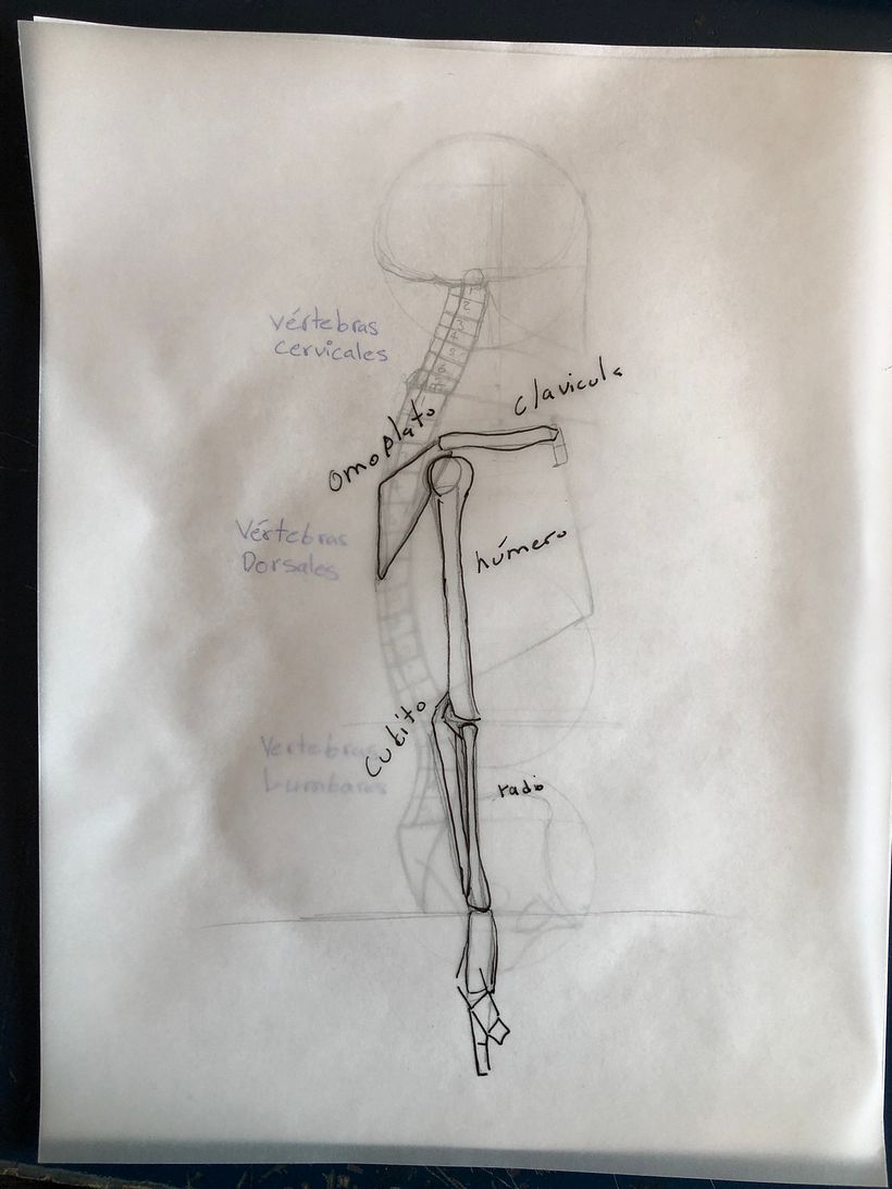 Mi proyecto del curso: Dibujo anatómico para principiantes 14