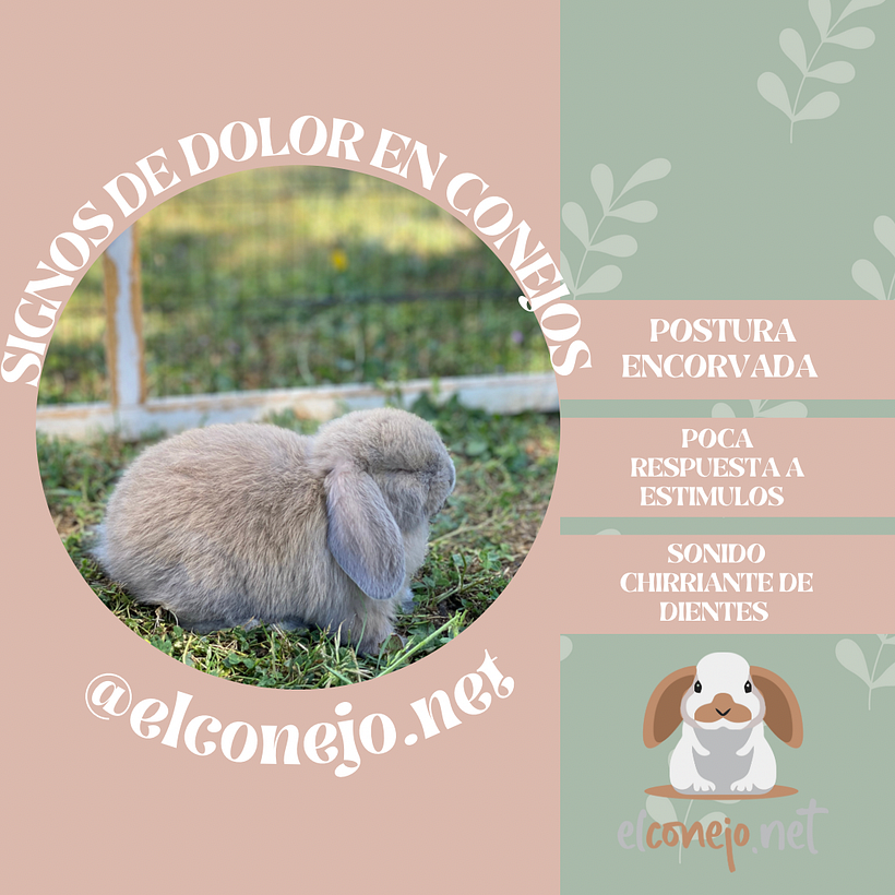Mi proyecto del curso: Elconejonet 3