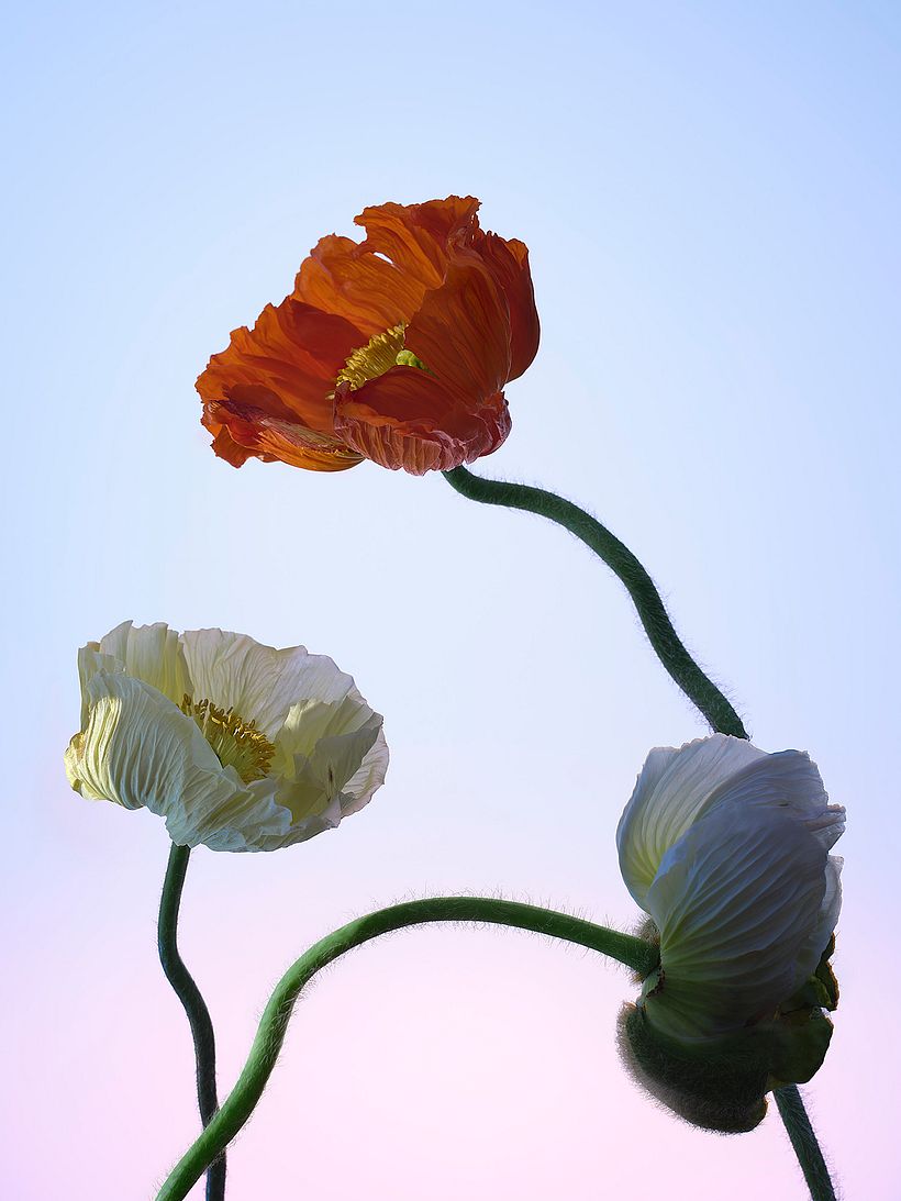 POPPIES 1