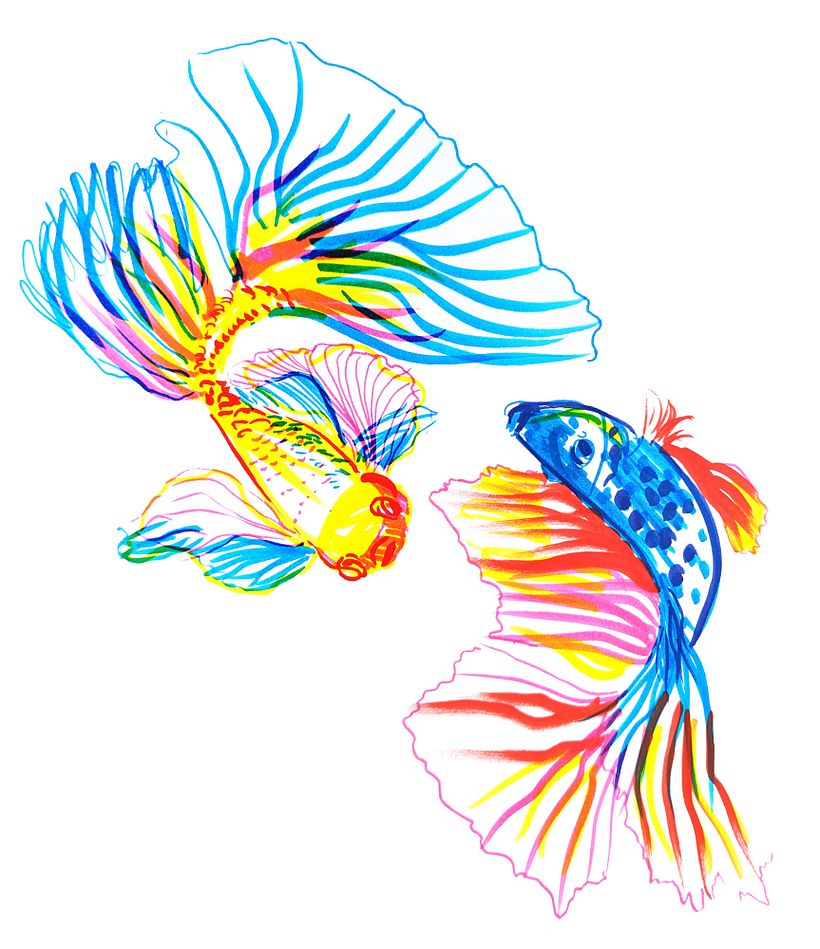 The digital illustration after I scanned and arranged the fish