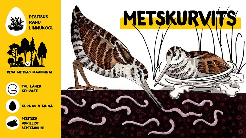 Campaign for nesting peace 2022 5